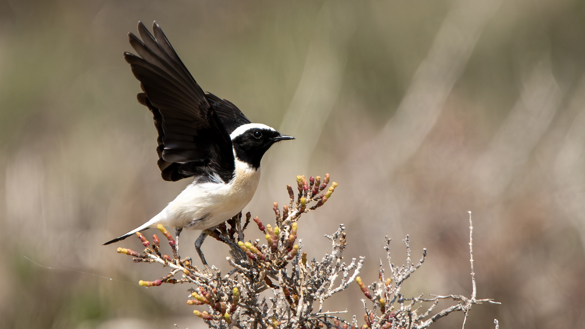 Black-eared Wheatear — Ana fotoğraf
